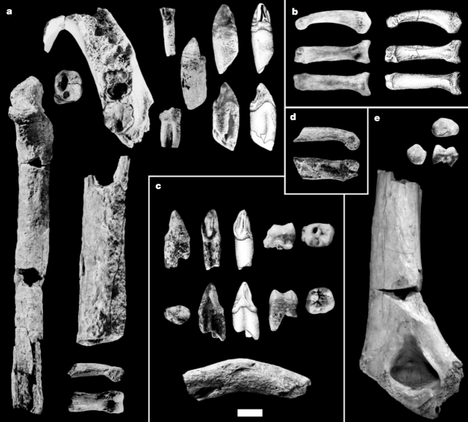 Can you spot a biped? Ardipithecus kadabba fossils (Fig. 1 from Haile-Selassie, 2001).