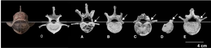 Middle lumbar vertebrae, from the cranial view (modified from Figs. 3-4 of Moyà-Solà et al., 2004). 0=modern baboon, A=Proconsul nyanzae (KNM-MW 13142-J)(B) P. catalaunicus (IPS-21350.59). (C) Cast of Morotopithecus bishopi (UPM 67.28) from Moroto (Uganda). (D) D. laietanus (IPS-18000) from Can Llobateres (Spain). (E) Pongo pygmaeus