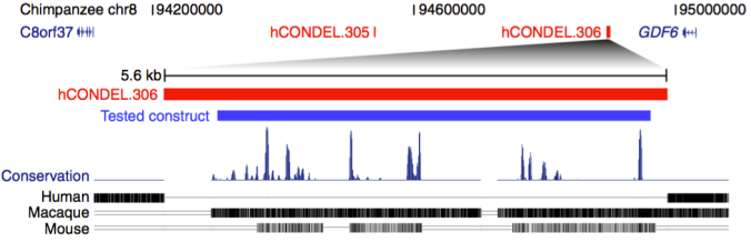 Fig. 4A from Indjeian et al. 2016. A stretch of DNA, "hCONDEL.306" is completely missing in humans (as is another stretch, hCONDEL.305) but otherwise very similar between chimpanzees, monkeys and mice.