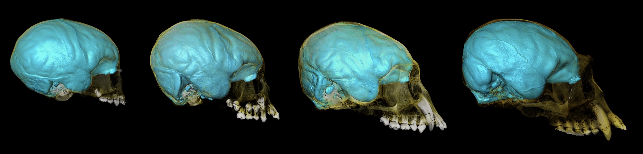 What do brain endocasts tell us?